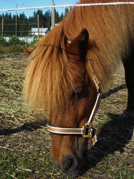 BONNNYTT 008.JPG - ruuna synt. -96, rautias - sk: 95 cm, Shetlannin poni, i. Östersunds Ametist - pienten ja vähän isompienkin suosikki, joka mielellään vetää myös kärryjä - mukana aina siellä, missä tapahtuu! 